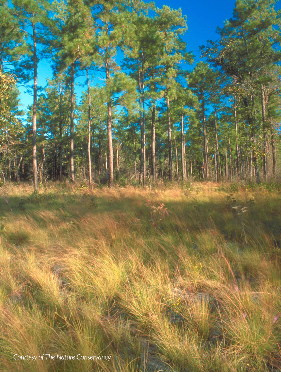 Georgia longleaf pine, courtesy of The Nature Conservancy