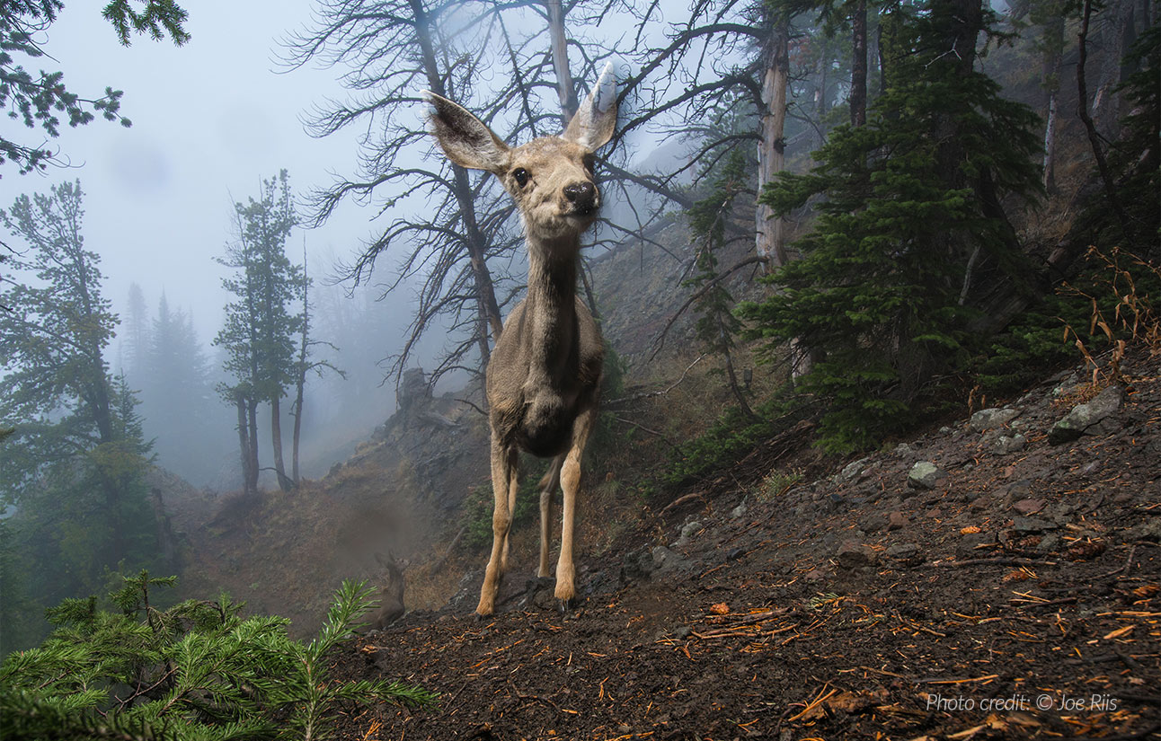 Mule deer. Photo credit Joe Riis