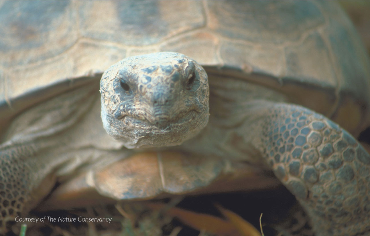 Gopher tortoise, courtesy of The Nature Conservancy